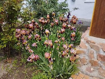 осень весна: Многолетние садовые растения — коллекция декоративных цветов — 4