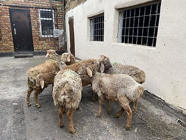 german shepherd: Продаю | Ягненок | На забой — 5