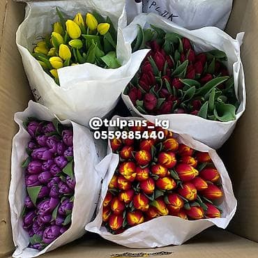 столы в рассрочку: СВЕЖИЕ тюльпаны к 8 Марта 🌷 Голландские луковицы 🇳🇱 | 40–50 см Опт и — 6