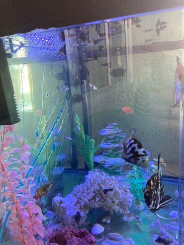 Аквариум очень хорошем состоянии продаю по причине дети выросли