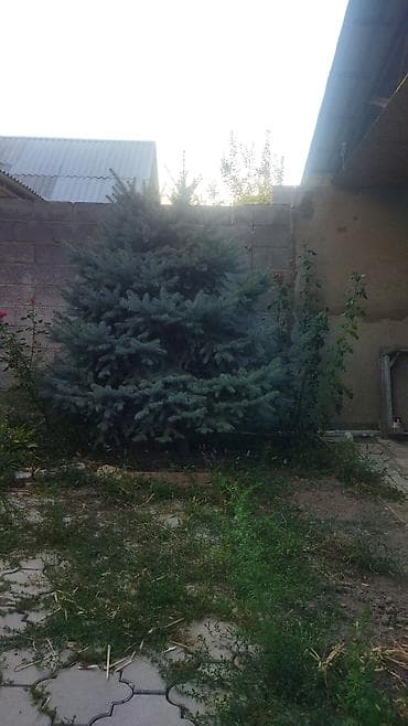 куплю голубой ель: Ель голубая (Picea pungens), выращенная на участке. Описание: - — 5