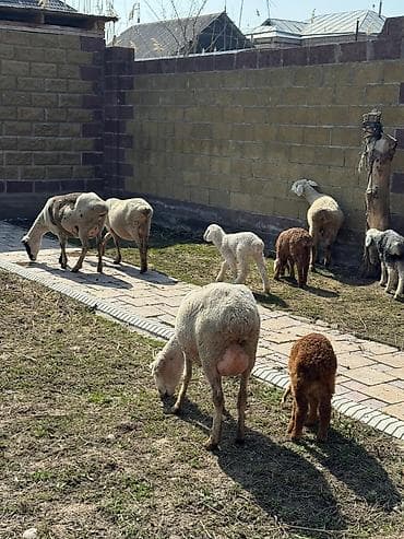 А/ч жаныбарларын сатам: Сатам | Ургаачы кой (ургаачы) | Аргын | Көбөйтүү үчүн | Ургаачы — 4