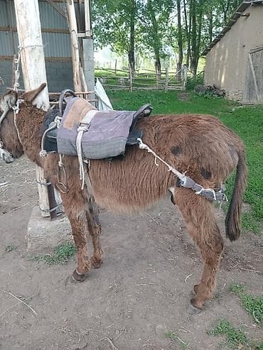 баран живой: Осёл с седлом и сбруей - Домашний осёл, компактный, выносливый, с — 3