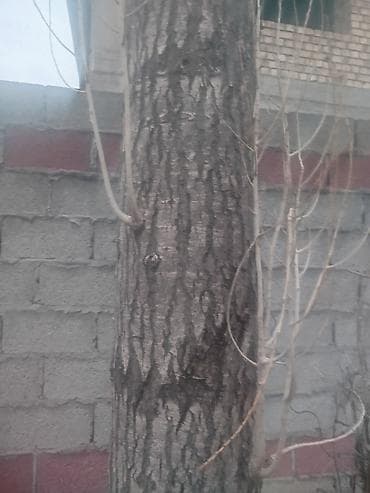 Саженцы деревьев: Тополя at lalafo.kg Саженцы деревьев: Тополя