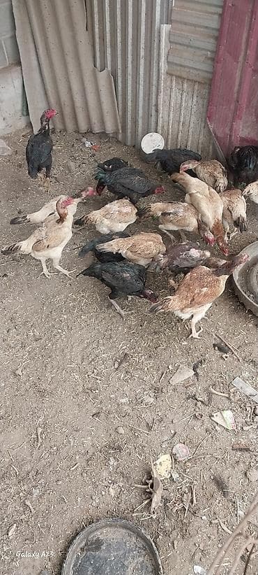 кошка жалал абад: Сатам | Тооктор | Тебиштирүүчү | Көбөйтүү үчүн — 4