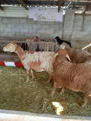 британец вязка: Продаю | Овца (самка) | Полукровка | Для разведения | Племенные — 10