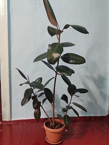 Коробки: Фикус Черный Принц. Характеристики: высота 1метр15 см возраст 3 года — 1