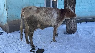 кара балта тай: Продаю | Корова (самка) | Айрширская | Для молока — 7