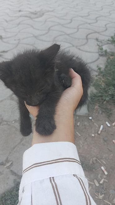 новорожденный котенок: 2 месяца, Девочка, С прививками — 2