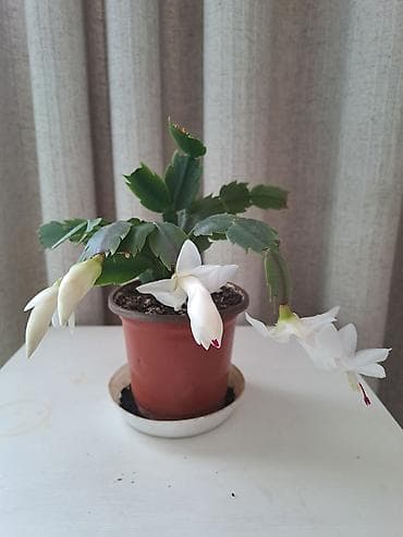 фикус лировидный купить: Декабрист (Schlumbergera, Рождественский кактус) — комнатное цветущее — 2