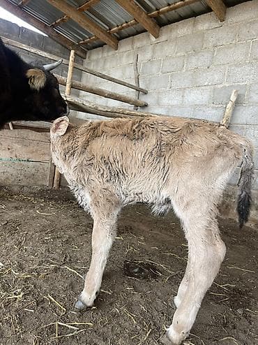 миринос кой: Продаю | Музоо, торпок | На откорм, На забой, Для разведения — 4