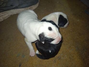 Вязка собак: Щенки от пары рабочих собак Представлены щенки с ярким контрастным — 4