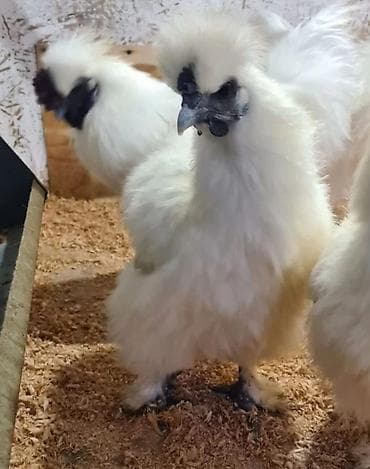 Продаю | Куры, Петух