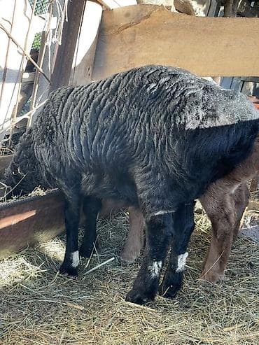 яйцо страуса: Продаю | Овца (самка), Ягненок | Арашан | Для разведения | Ярка — 2