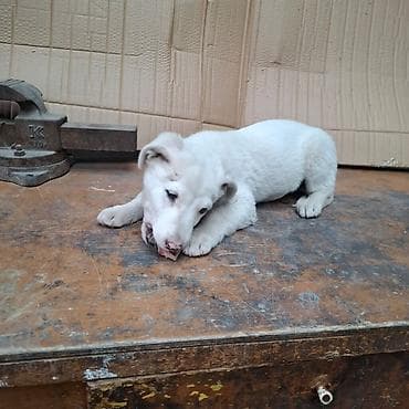 отдам собак: Щенок белого окраса - Порода: без породной принадлежности (метис) - — 6