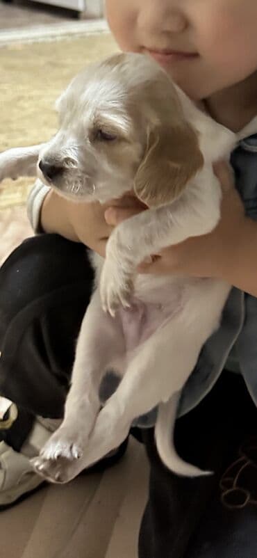 купить собаку объявления: Кокер-спаниель, 1 месяц, Самец — 3