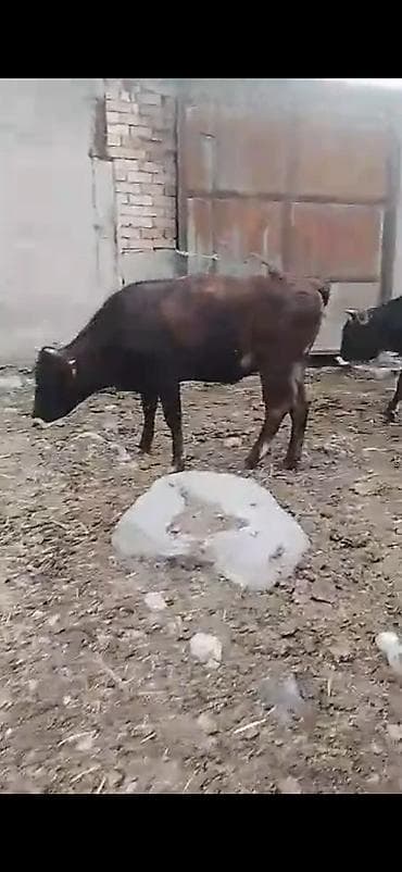 бычки ангус: Продаю | Корова (самка), Тёлка | Полукровка | На откорм, Для разведения, Для молока | Племенные — 3