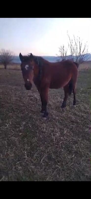 собака для охота: Продаю | Кобыла (самка) | Рабочий — 2