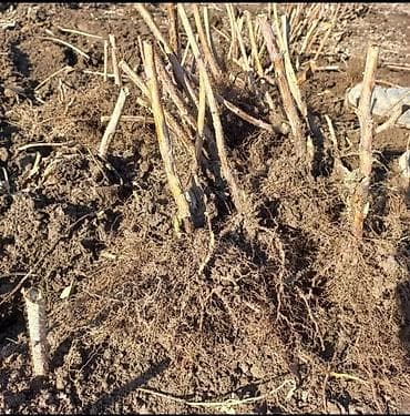 Малина кочот сатылат.сорт оригинал Полька 3- жылдык. Адрес Петровка