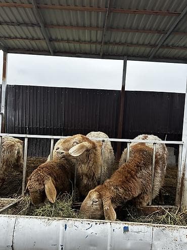 живой корм: Продаю | Овца (самка) | Эдильбаевская | Для разведения | Матка — 5
