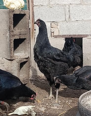 Зоотовары: Продаю | Куры | Для разведения — 4