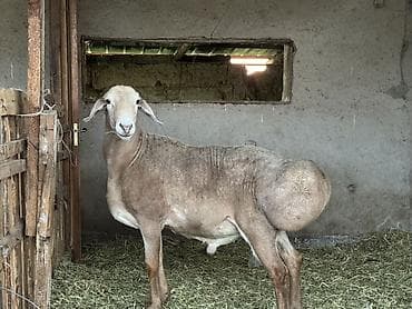 меняю на дом: Продаю | Баран (самец) | Для разведения | Осеменитель — 1
