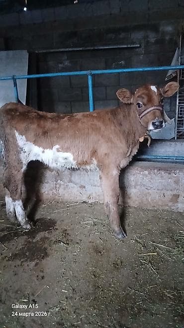 кохинхин мраморный: Продаю | Бык (самец) | На откорм | Привязанные — 1