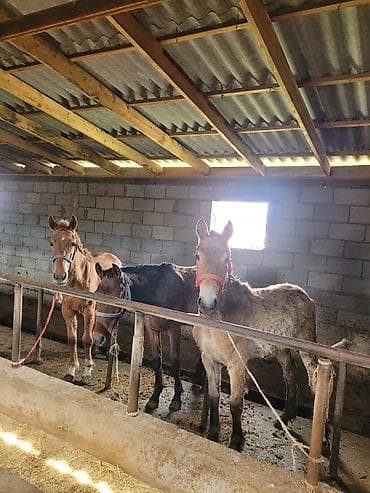 продам корову: Байланган тайлар — 1