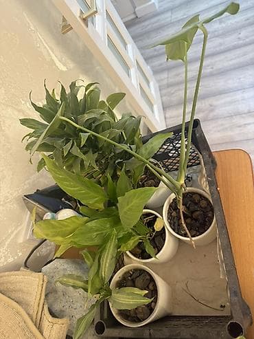 Замиокулькас (Долларовое дерево): Комнатные растения в горшках – набор. Состав: - Спатифиллум — 4