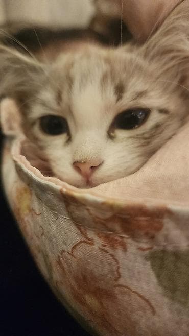 британская кошка шиншилла: 7 месяцев, Девочка, Метис — 3