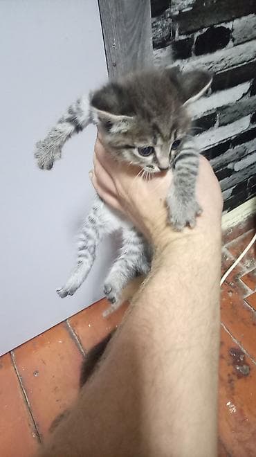 кошки даром ош: Отдам котят, 5штук, бесплатно! — 1