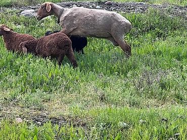 баран козу: Продаю | Овца (самка) | Для разведения | Матка — 1
