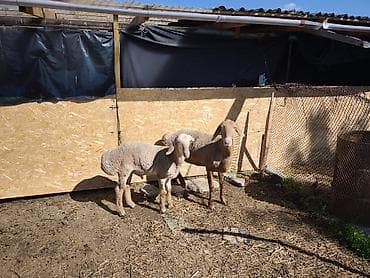 продаю чихуахуа: Продаю | Овца (самка) | Для разведения — 3