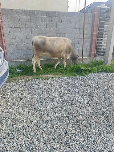 коровы тёлки: Продаю | Корова (самка) | Для молока | Привязанные — 6