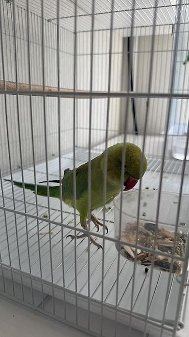 купить попугая: Продаю 2х попугаев: самец(1,5г), самка(1,8г) Зеленый попугай — 2