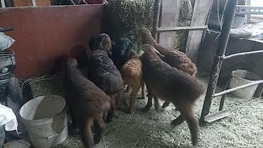 козу срочно: Продаю | Ягненок | На забой — 6