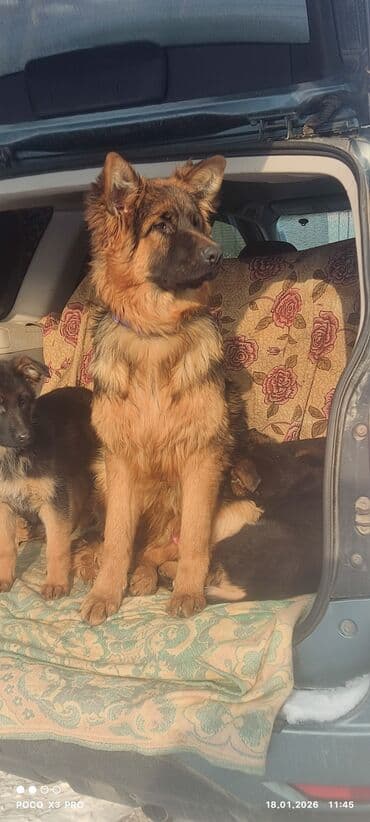 сабаки даром: Продается 6 мес подрощенный щенок немецкой овчарки с полным пакетом — 7