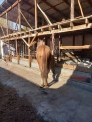 сельскохозяйственные животные продажа: Продаю | Жеребец | Дончак | Для разведения — 4