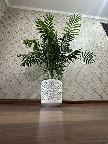 Пальмы: Хамедорея (Chamaedorea elegans) — комнатная пальма в декоративном — 1