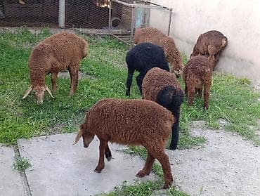 другие животные: Продаю | Ягненок — 7