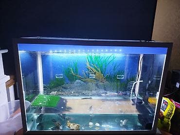 big 6: Аквариумный комплект на 80 литров для домашних рыб и водных черепах — 2