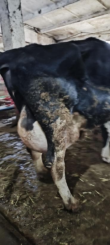 животные коровы: Продаю | Корова (самка) | Для разведения, Для молока — 6