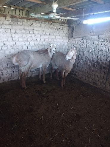 кыргыз и собака: Сатам | Ургаачы кой (ургаачы) | Көбөйтүү үчүн | Ургаачы — 7