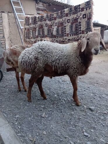Продаю | Баран (самец) | Арашан