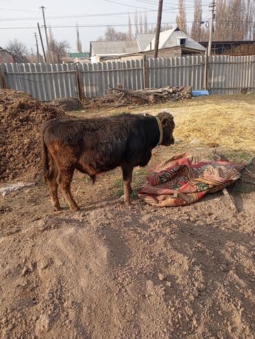 коровы молочной породы купить: Продаю | Бык (самец) | Полукровка | На откорм | Привязанные — 3