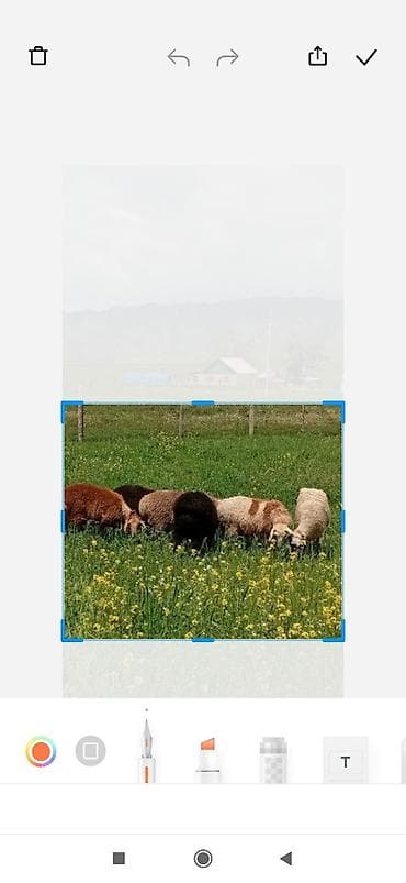 Сатам | Ургаачы кой (ургаачы) | Союуга | Бычылган — 1