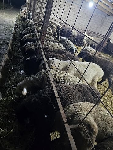 кант бараны: Продаю | Овца (самка) | Полукровка | Для разведения | Матка — 7