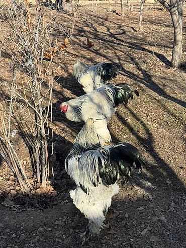 циплята брама: Продаю | Петух | Брама | Для разведения — 6