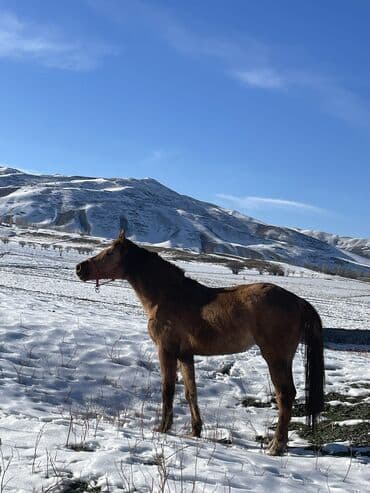 охотник собака: Продаю | Кобыла (самка) | Для разведения — 7