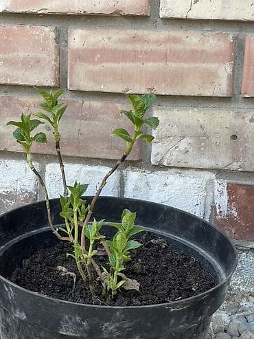 растения цветы: Саженцы — 3